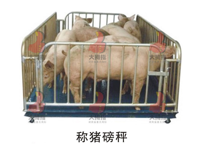 ��Ĵָ�ذ�,ĸ�i�a(ch��n)��,��Ĵָĸ�i�a(ch��n)��,��Ĵָ�B(y��ng)�i�O(sh��)��,��ʳ��,�L(zh��ng)ɳ�B(y��ng)�i�O(sh��)��,�i�˹��ھ�,�L(zh��ng)ɳ�B(y��ng)�i�O(sh��)�乫˾,�����i�˹��ھ�,�����i��(ch��ng)�O(sh��)��,���ϴ�Ĵָ�����C(j��)е�������޹�˾,�L(zh��ng)ɳ��Ĵָ�B(y��ng)�i�O(sh��)��S,�����L(zh��ng)ɳ�B(y��ng)�i��(ch��ng)��е